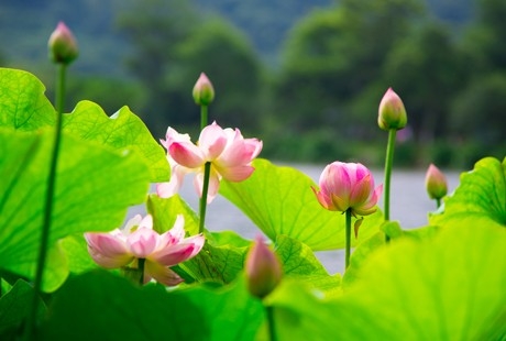 【夢幻蘇杭】蘇州+杭州+上海純玩品質四日游烏鎮西柵、留園、純凈純玩
